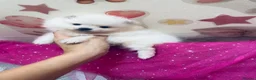 Pomeranian dogs for sale: Gorgeous White Kc babies 🌟🌟🌟🌟🌟 - Advert 7