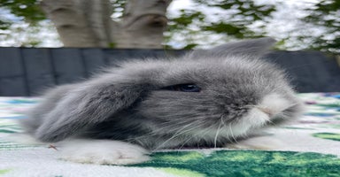 Mini Lion Lop rabbits - Advert 3