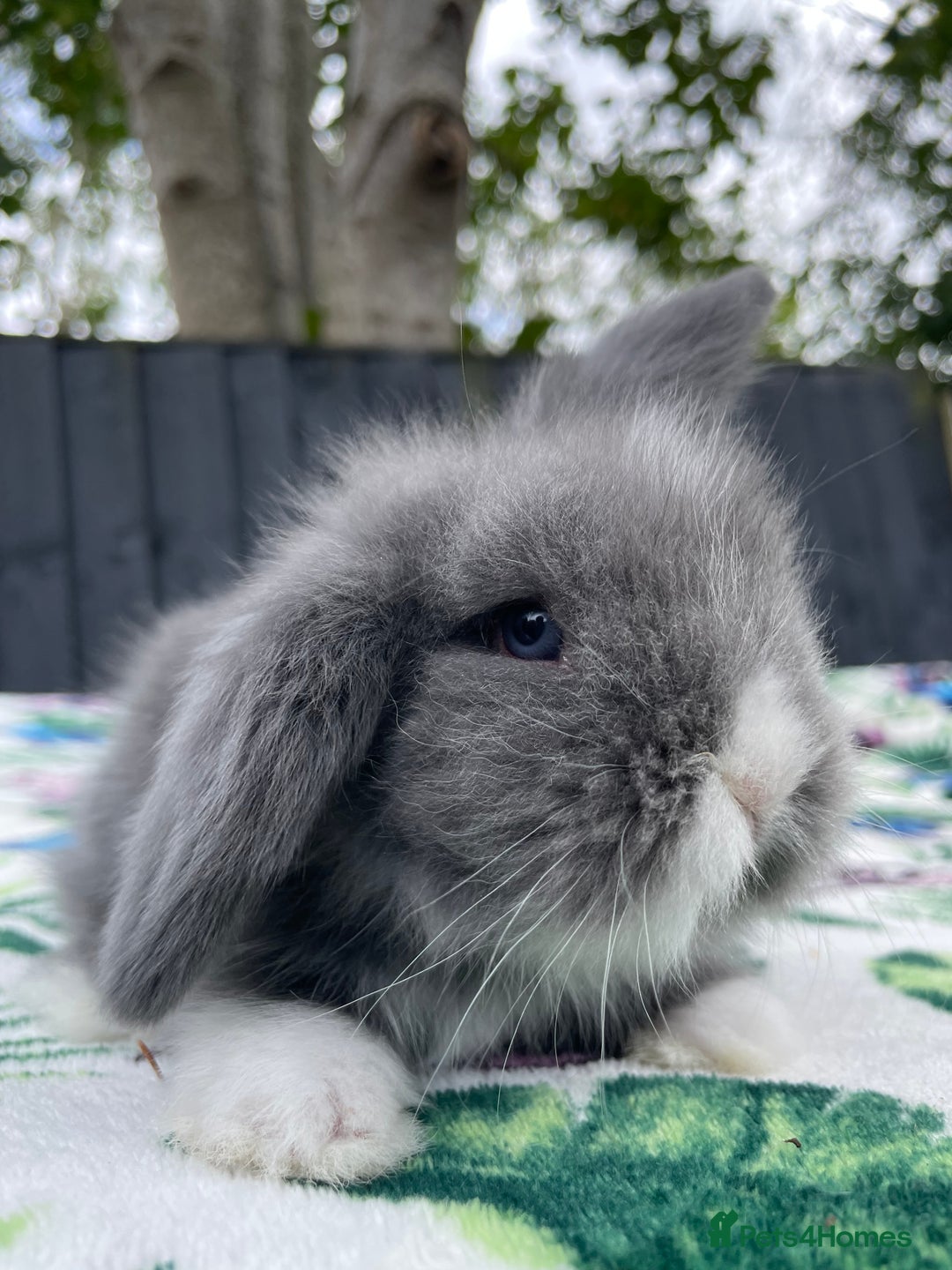 Mini Lion Lop rabbits for sale: EUROPEAN TEDDYWIDDER BABIES  - Image 8