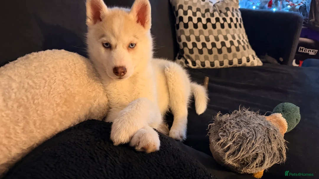 Siberian Husky dogs for sale: Siberian Husky puppy - 3 months old - Advert 1