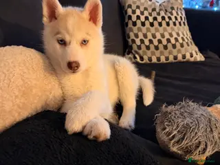 Siberian Husky dogs Siberian Husky puppy - 3 months old - Advert 2