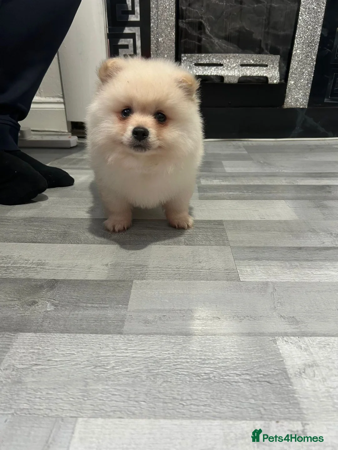 Pomeranian dogs for sale: POMERANIAN BOY  - Advert 4