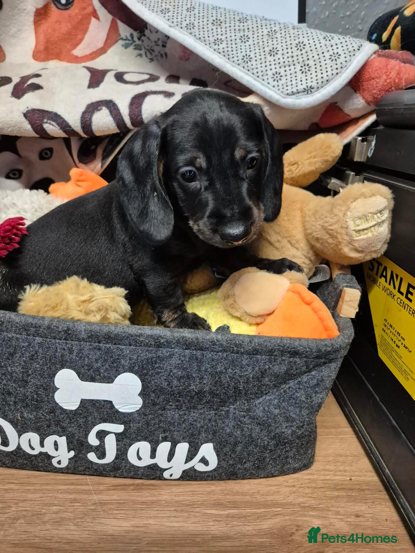 Dachshund dogs Dachshund puppies for sale - Advert 17
