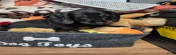 Dachshund dogs for sale: Dachshund puppies for sale - Advert 6