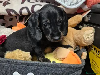 Dachshund dogs Dachshund puppies for sale - Advert 1