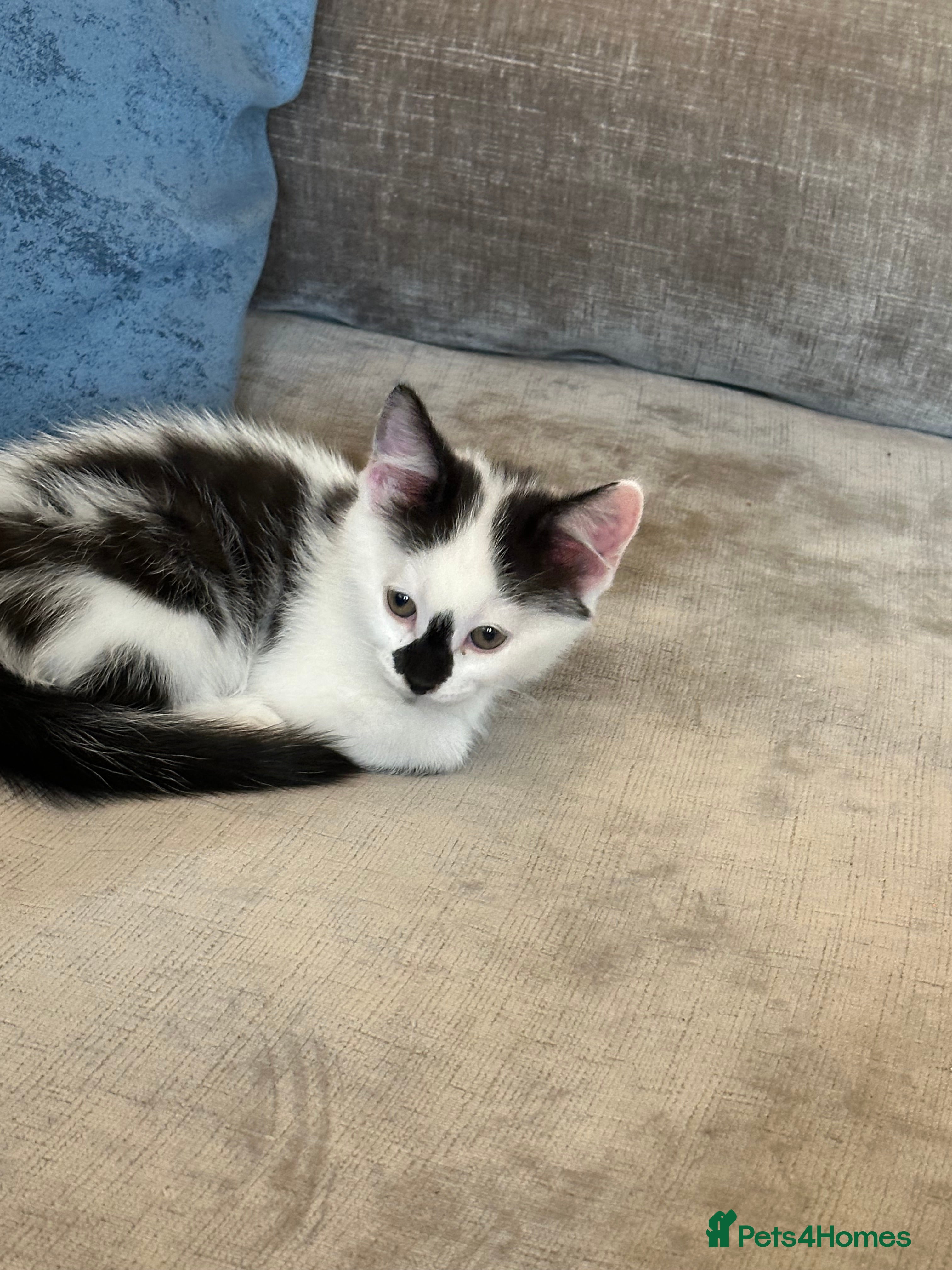 Domestic Shorthair cats Beautiful dotty kitten  - Advert 18