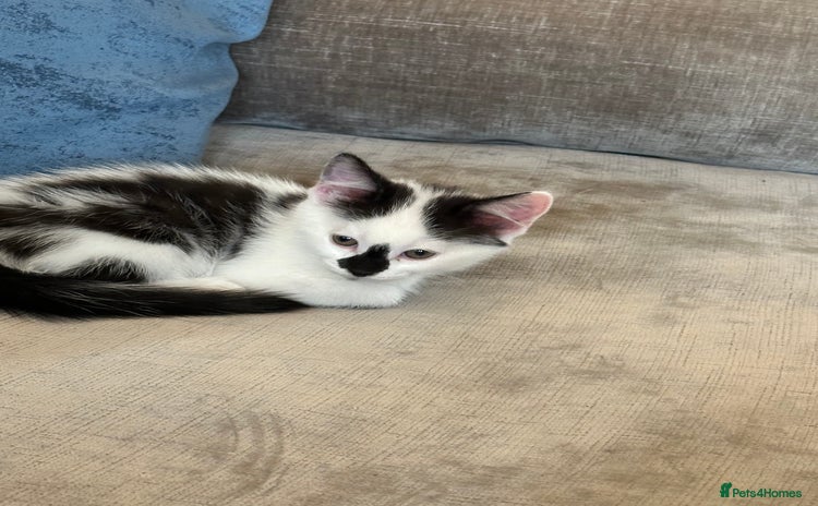 Domestic Shorthair cats - Advert 1