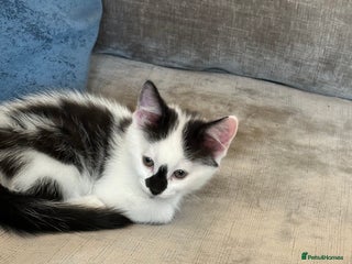 Domestic Shorthair cats - Advert 33