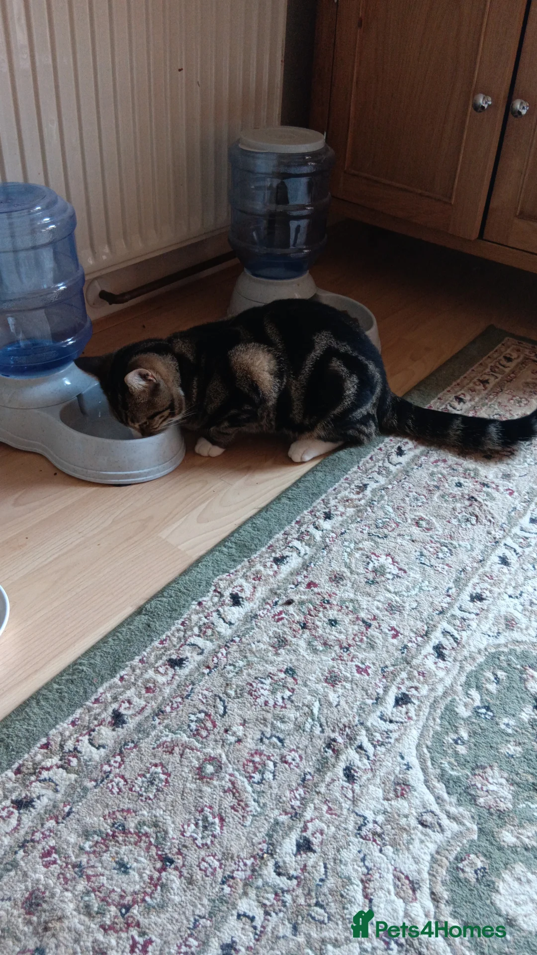 Domestic Shorthair cats for sale: Tabby cats  - Advert 6