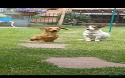 Mixed Breed dogs for sale: Jack Russell/ dachshund  - Image 5