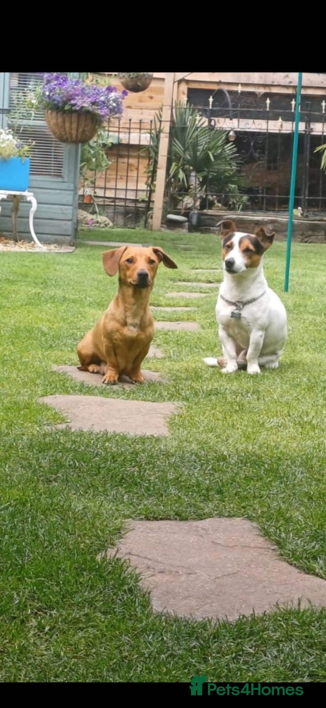Mixed Breed dogs for sale: Jack Russell/ dachshund  - Image 5