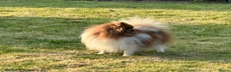 Pomeranian dogs for stud: Short and compact chocolate party colour boy in Lanark - Advert 10
