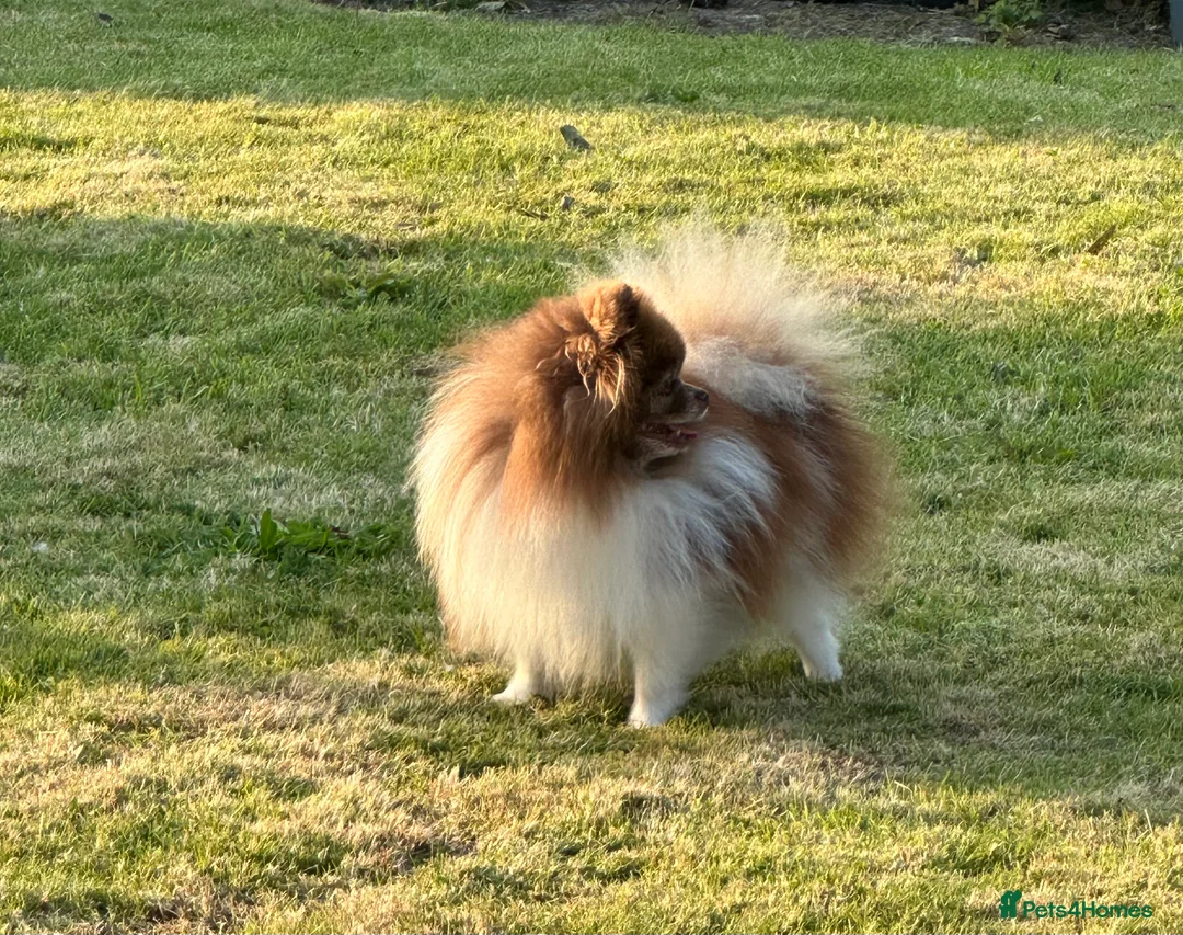 Pomeranian dogs for stud: Short and compact chocolate party colour boy in Lanark - Advert 10