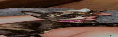 Mixed Breed 2