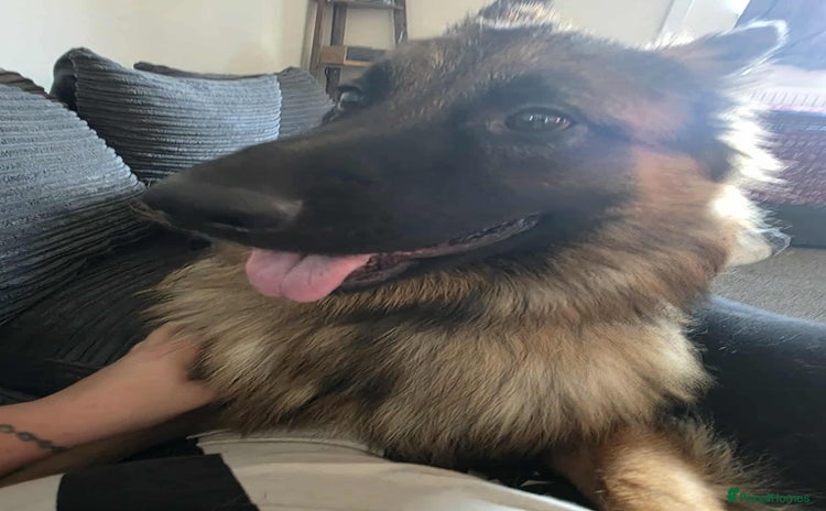 German Shepherd dogs - Advert 1
