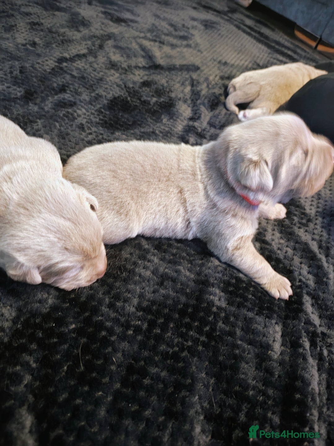 Labrador Retriever dogs for sale: Silver Labrador puppies  - Advert 24