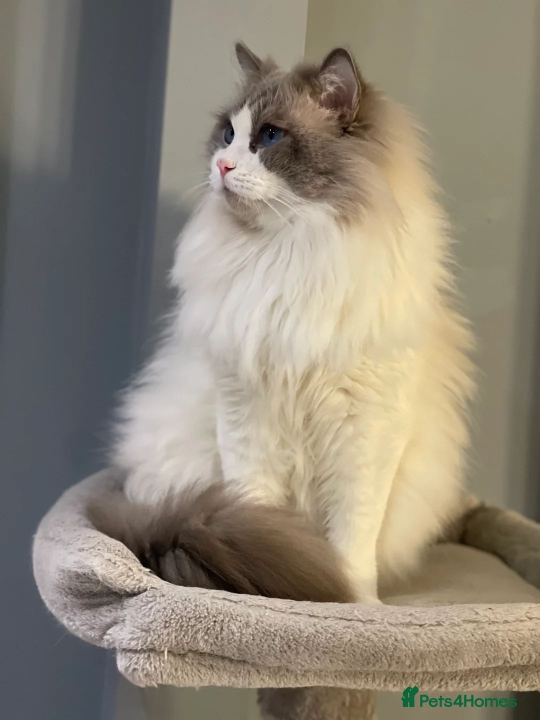Ragdoll cats for stud: Bi-Colour Handsome Ragdoll Stud GCCF/TICA (Active) - Advert 4