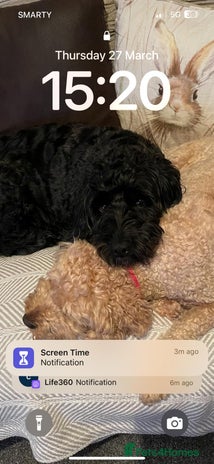 Cockapoo dogs - Advert 4