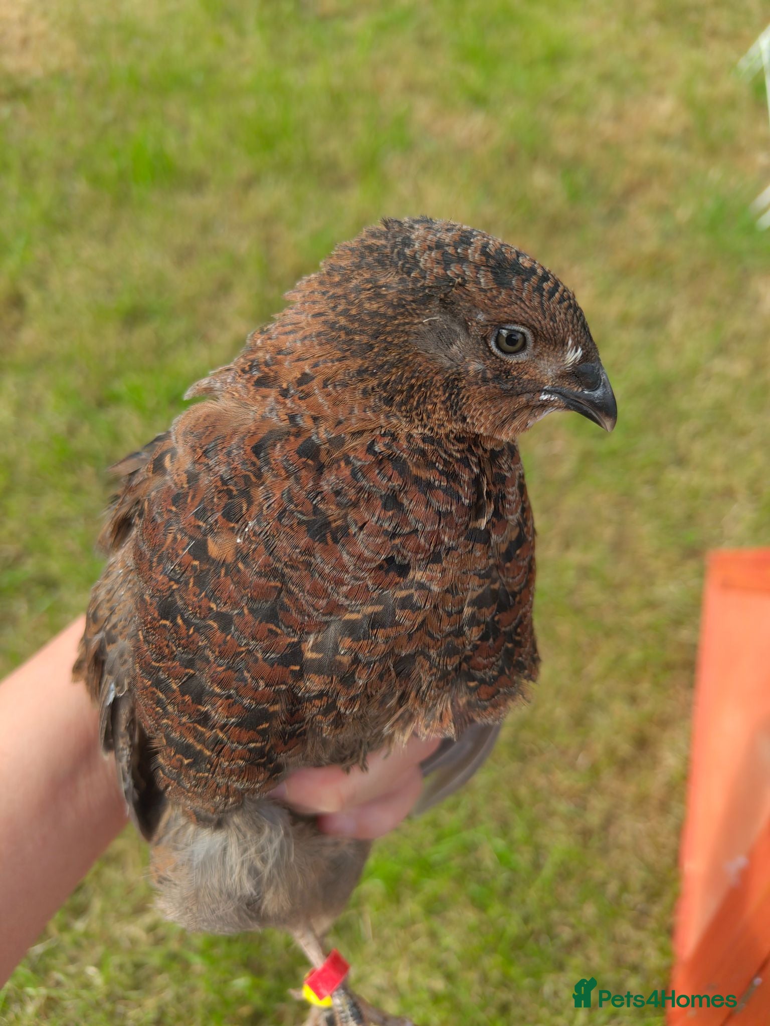 Quail poultry Rare Genetics! 3 Pansy Fee Quail Roosters – Wirral - Advert 5