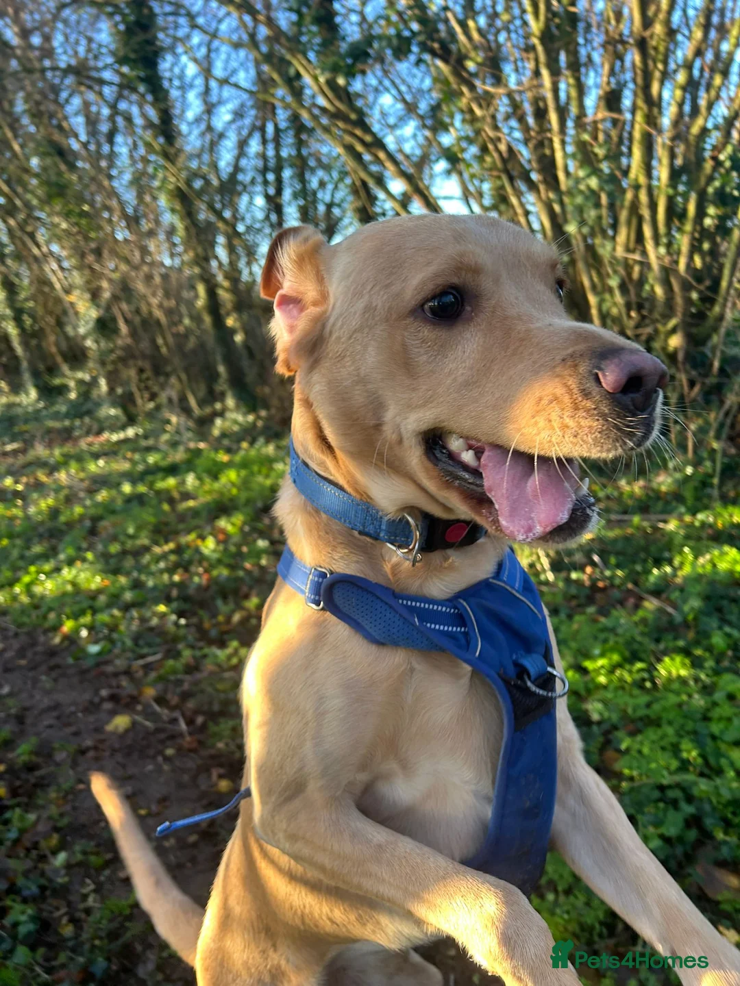 Labrador Retriever dogs for stud: Gorgeous KC Purebred Yellow Labrador For Stud - Advert 29