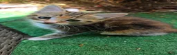 Mixed Breed cats for sale: Beatifull cittens - Advert 6