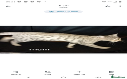 Savannah cats for sale: Gorgeous girl F4 Savannah  - Image 3