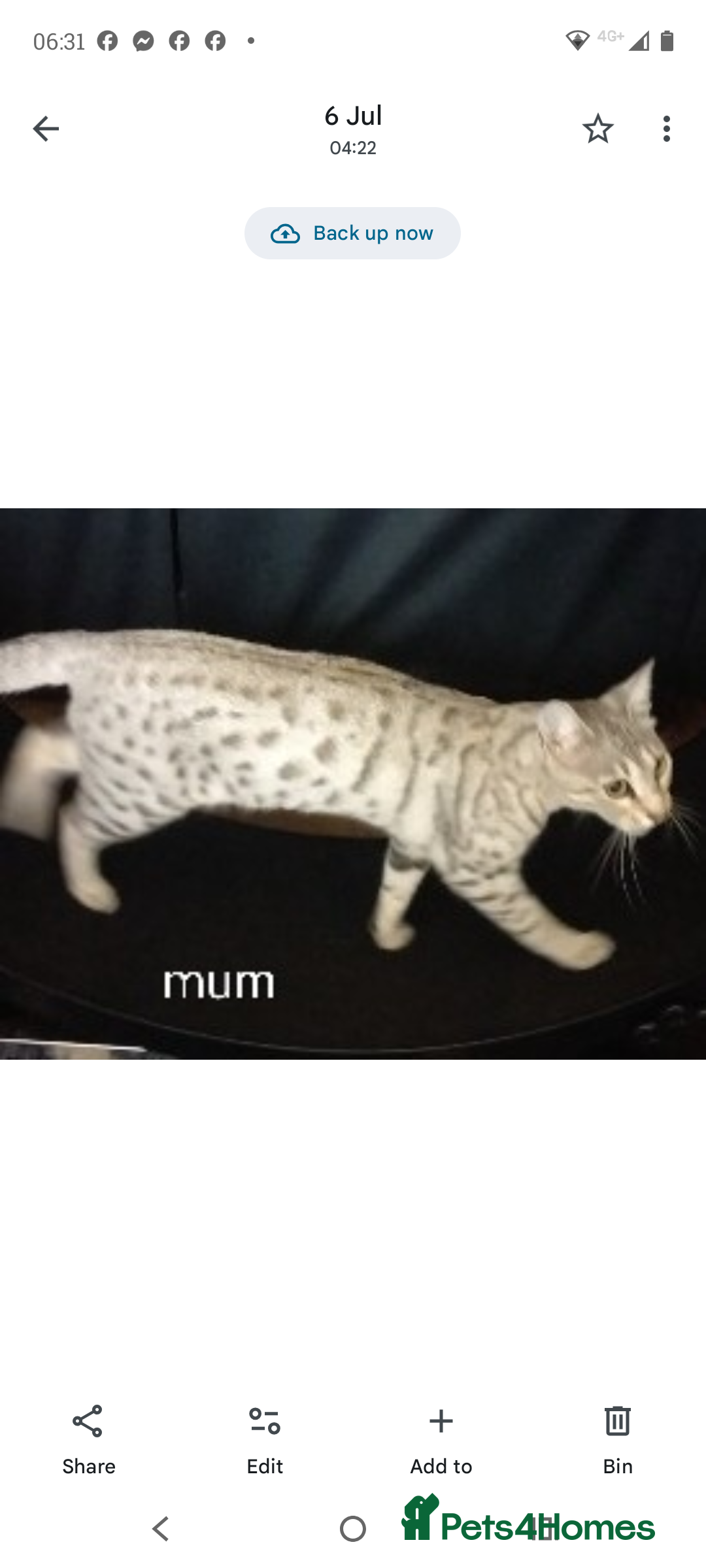 Savannah cats for sale: Gorgeous girl F4 Savannah  - Image 3