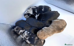 Mixed Breed dogs for sale: Floodle  - Image 5