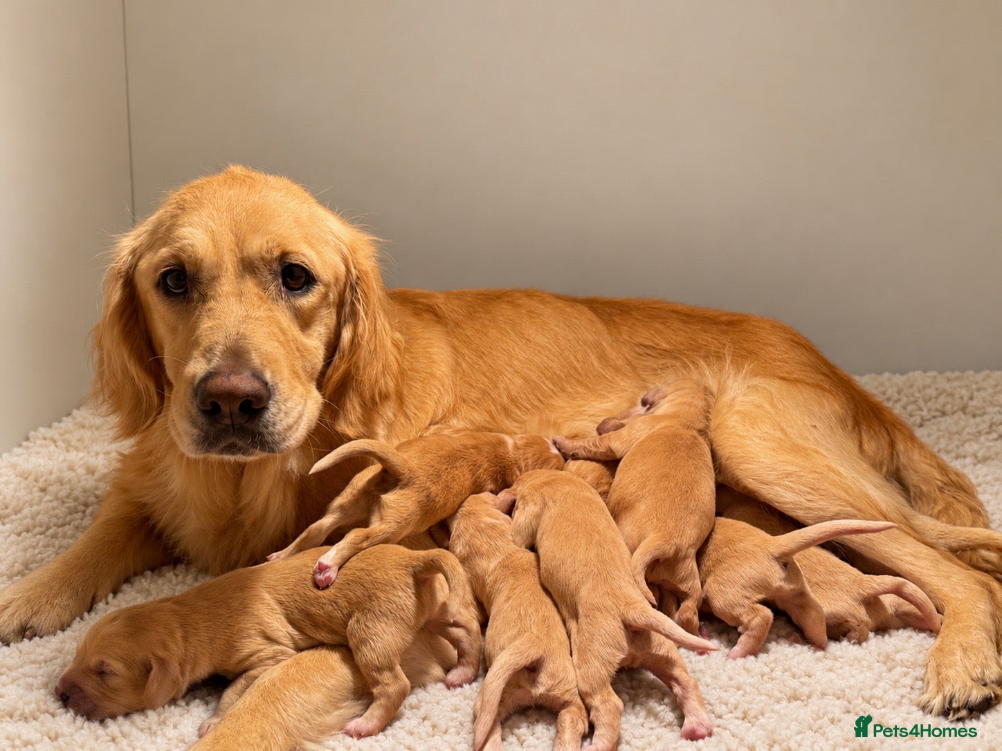 Mixed Breed dogs Beautiful Cocker X Golden Retriever Puppies  - Advert 1