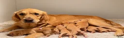 Mixed Breed dogs for sale: Beautiful Cocker X Golden Retriever Puppies  in Sleaford - Advert 1