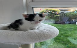 Domestic Shorthair cats for sale: 2 Male Kittens - Image 6