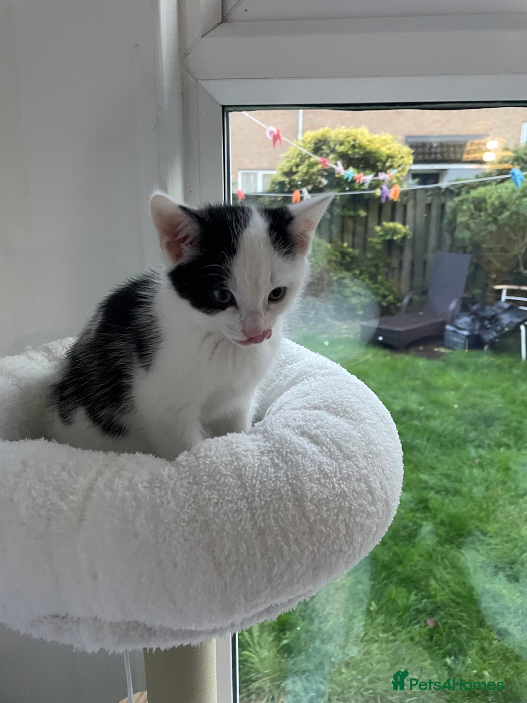 Domestic Shorthair cats for sale: 2 Male Kittens - Image 6