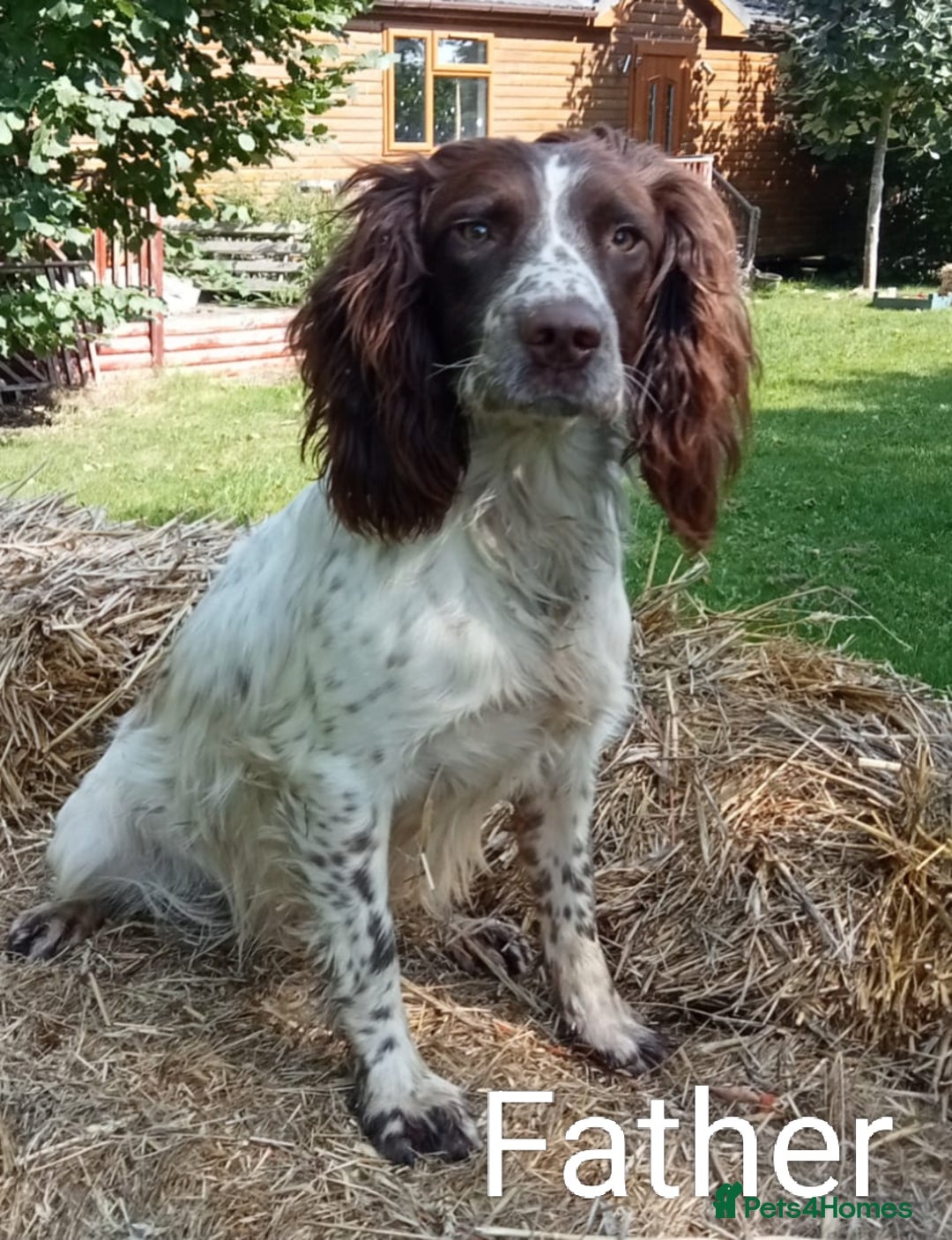 Mixed Breed dogs for sale: Fen Spaniels -Korthols x Eng Springer Spaniel  - Image 16