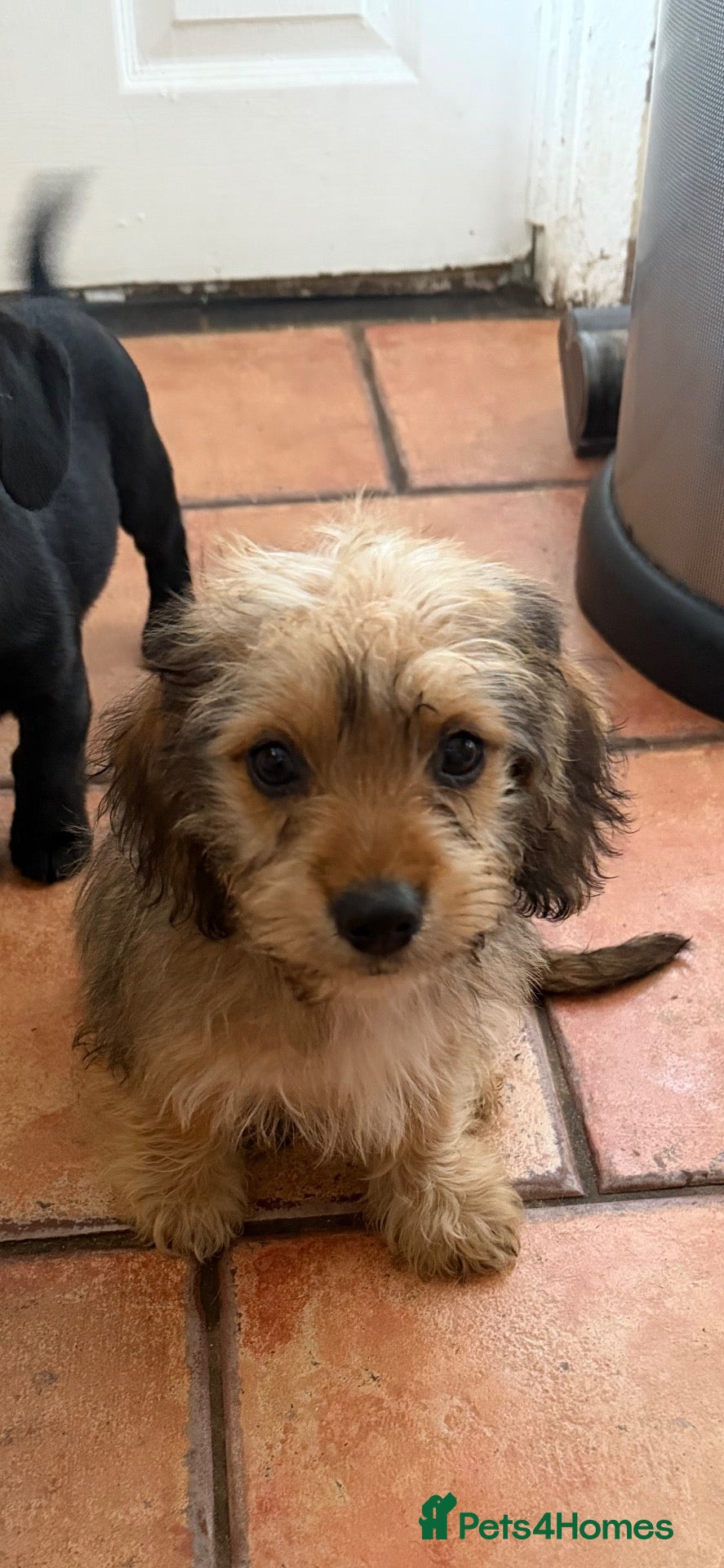 Mixed Breed dogs sausage x pom  - Advert 1