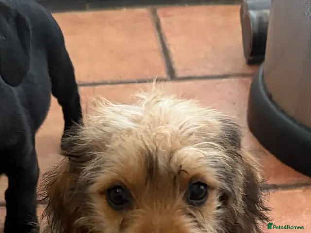 Mixed Breed dogs sausage x pom - Advert 1