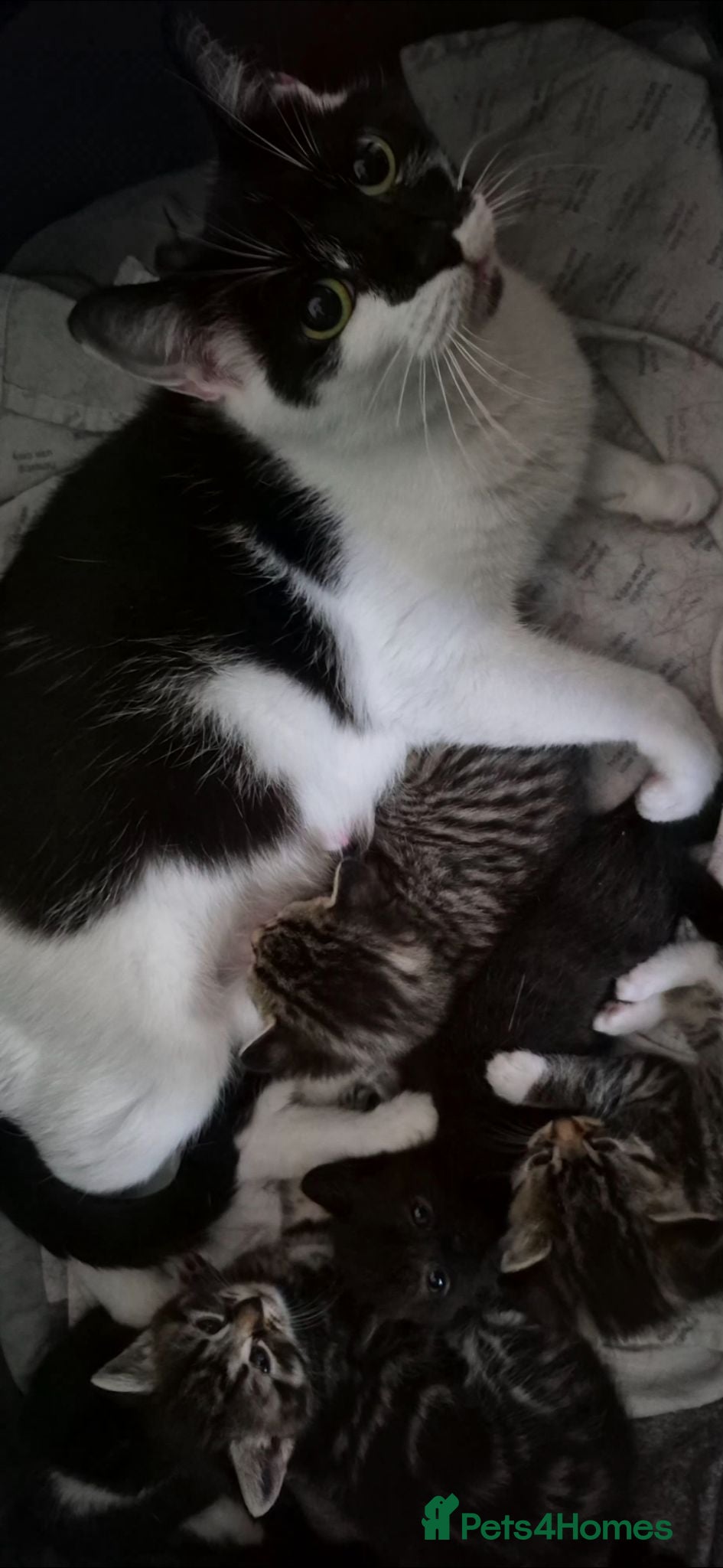 Domestic Shorthair cats Beautiful kittens ready now - Advert 1