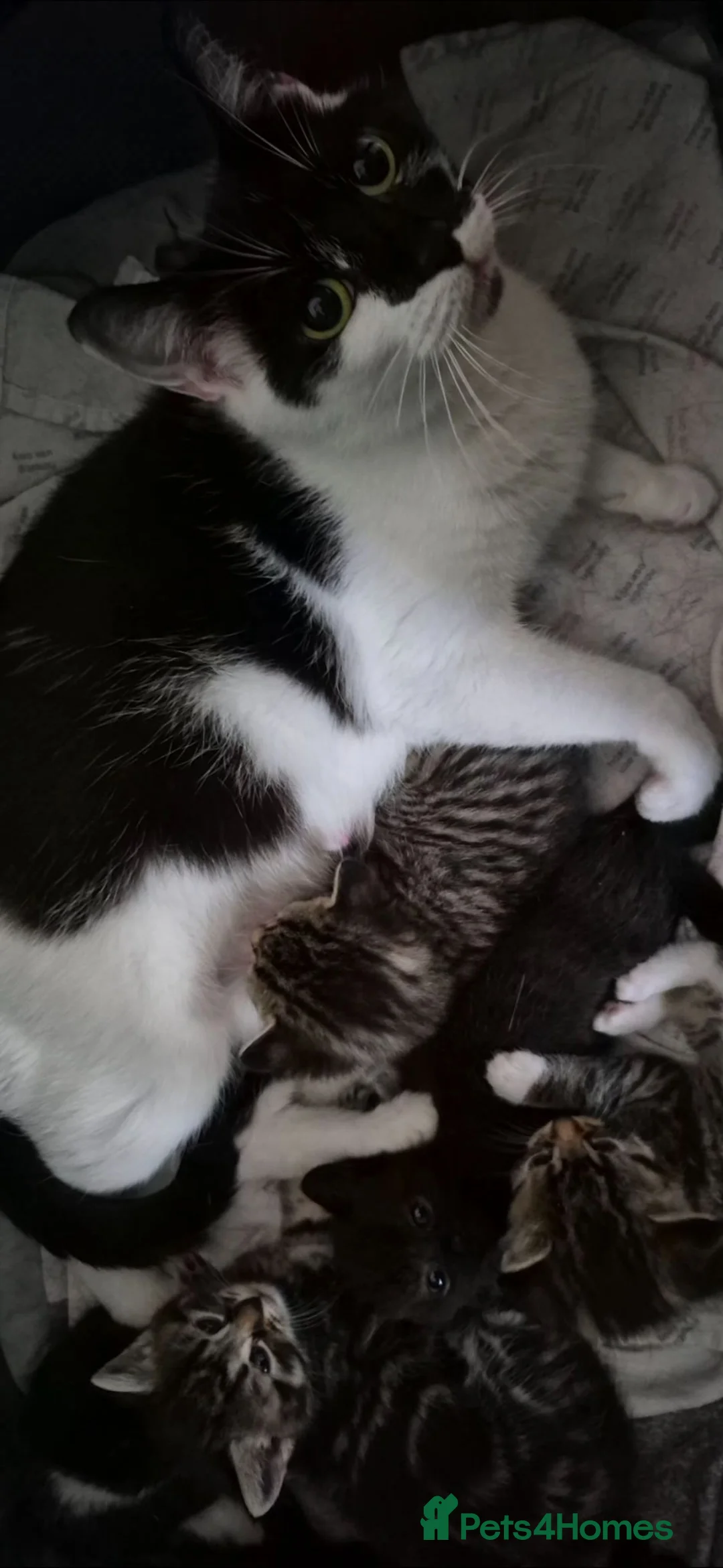 Domestic Shorthair cats for sale: Beautiful kittens ready now - Advert 1