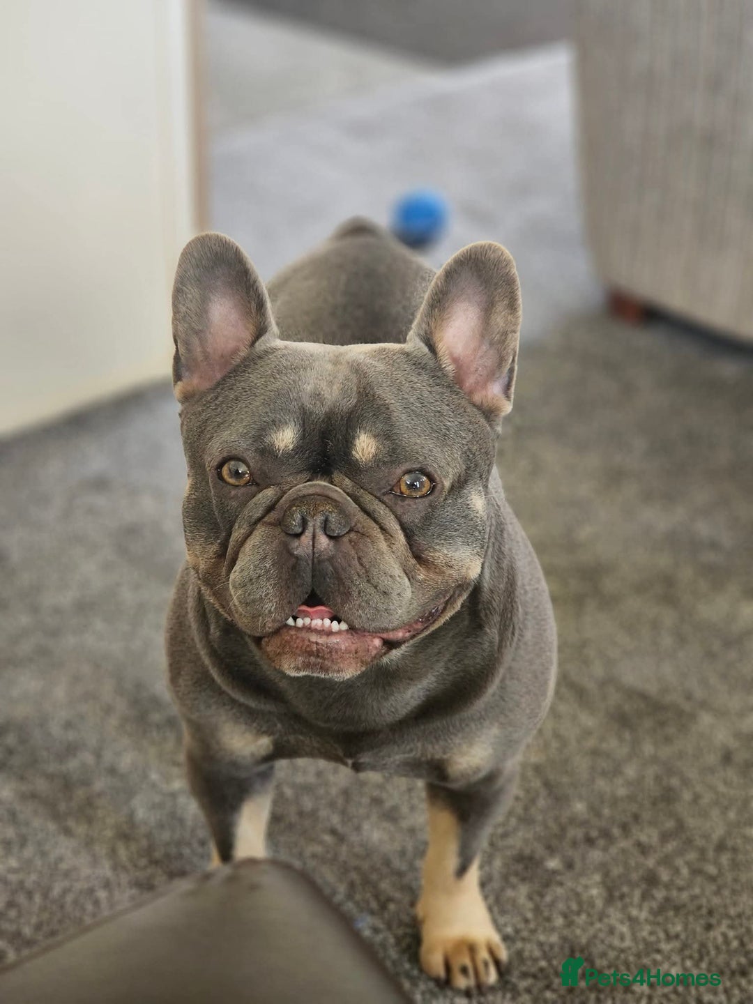 French Bulldog dogs for stud: Blue And Tan Frenchie (Stud) - Advert 2
