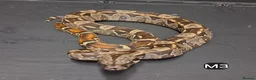 Boa Snake reptiles for sale: IMG Boa constrictors Males & Females  - Advert 4