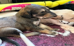 Saluki dogs for sale: Beautiful Saluki (new updated photos)  - Image 23