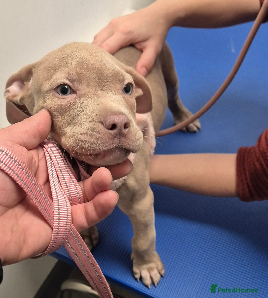 Staffordshire Bull Terrier dogs for sale: Girl Puppy 8 Weeks Old - Advert 6