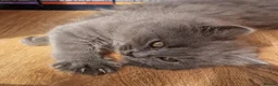 British Longhair cats for sale: Gorgeous British Blue longhair kittens - Advert 15