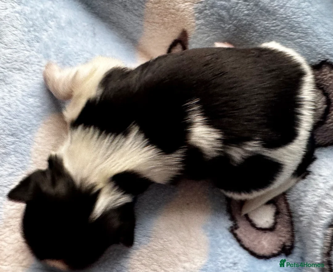 Lhasa Apso dogs for sale: KC registered pups - show quality!! - Advert 2