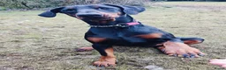 Dobermann dogs for sale: A Stunning strong KC Reg Black & Tan Doberman - Advert 7