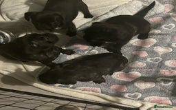 Frug dogs for sale: 4 Male Frugs, Available now! - Image 15