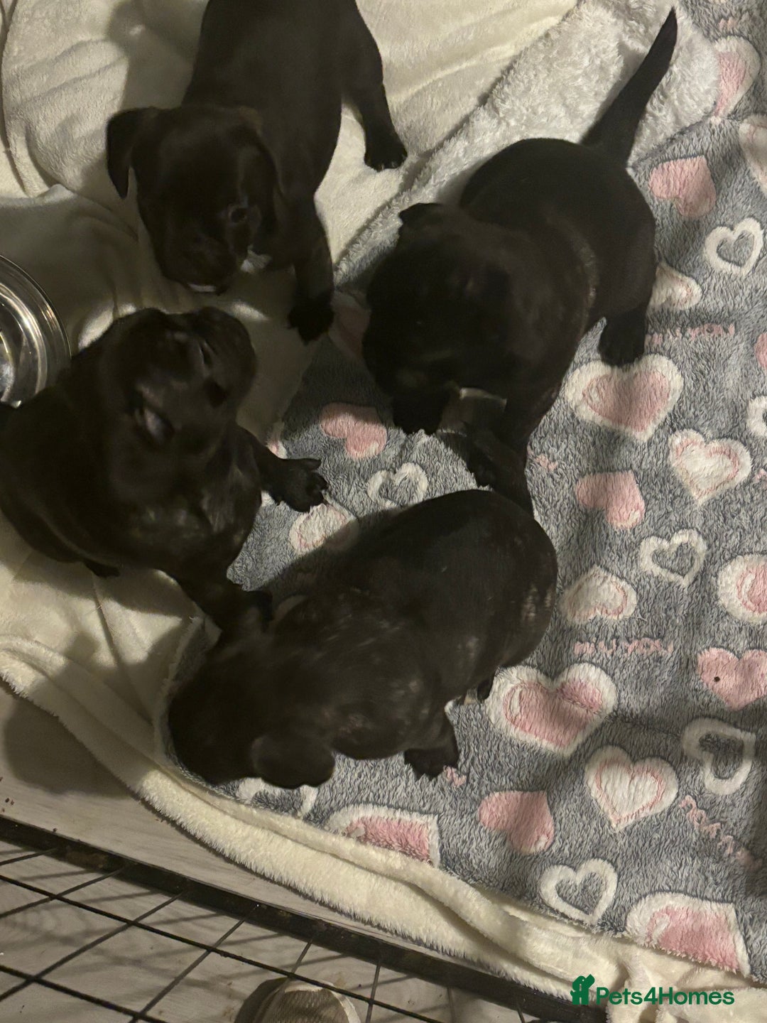Frug dogs for sale: 4 Male Frugs, Available now! - Image 15
