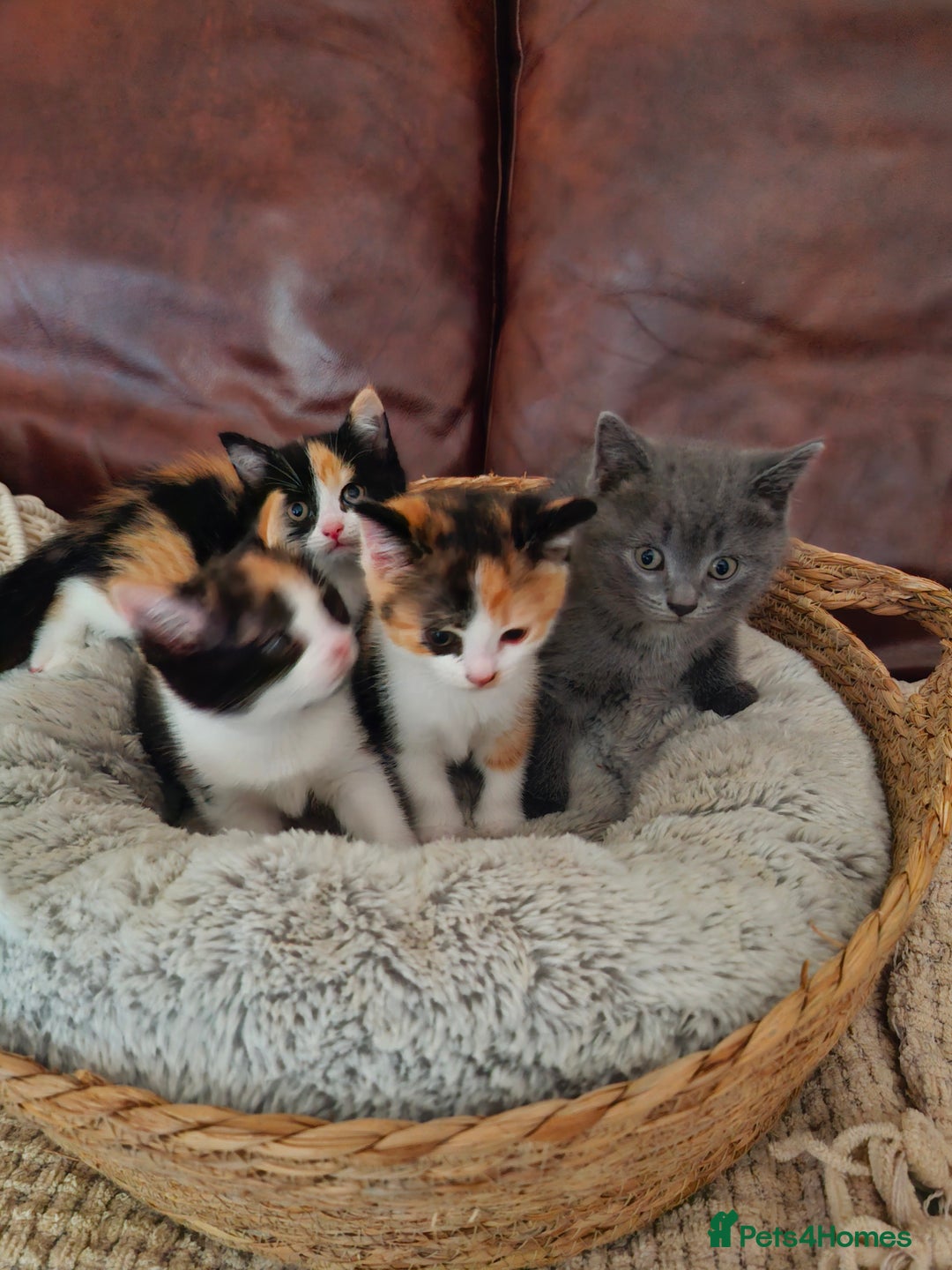 British Longhair cats for sale: 3 female bsh cross  - Image 11