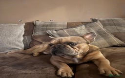 French Bulldog dogs for stud: French Bulldog Stud - New Shade Lilac Merle - Image 4