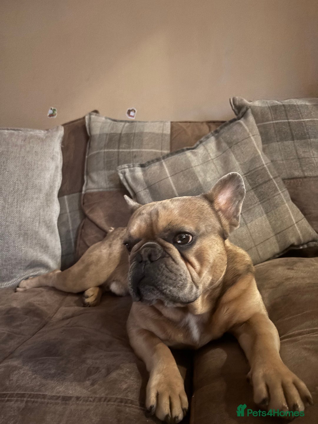 French Bulldog dogs for stud: French Bulldog Stud - New Shade Lilac Merle - Image 4