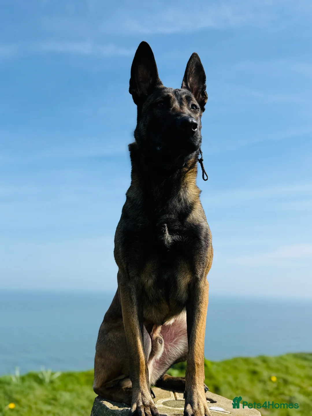 Belgian Shepherd Dog dogs for stud: Belgium Malinois in Hull - Advert 2